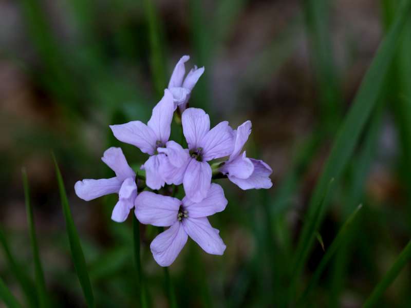 Cardamine bulbifera